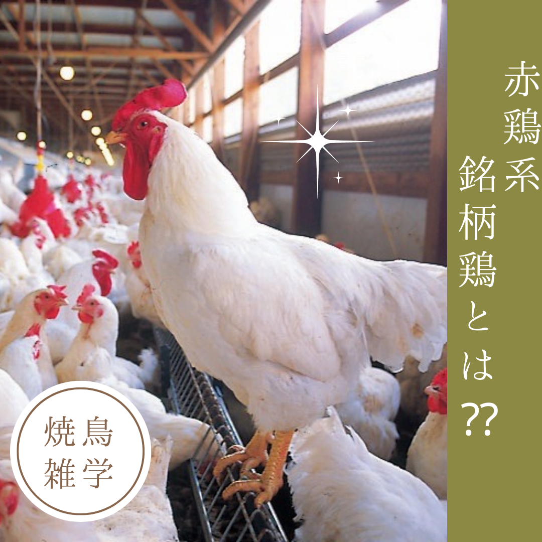 焼鳥雑学【食用鶏の種類・銘柄鶏編】赤鶏系銘柄鶏についての特徴を解説 - とりはなブログ