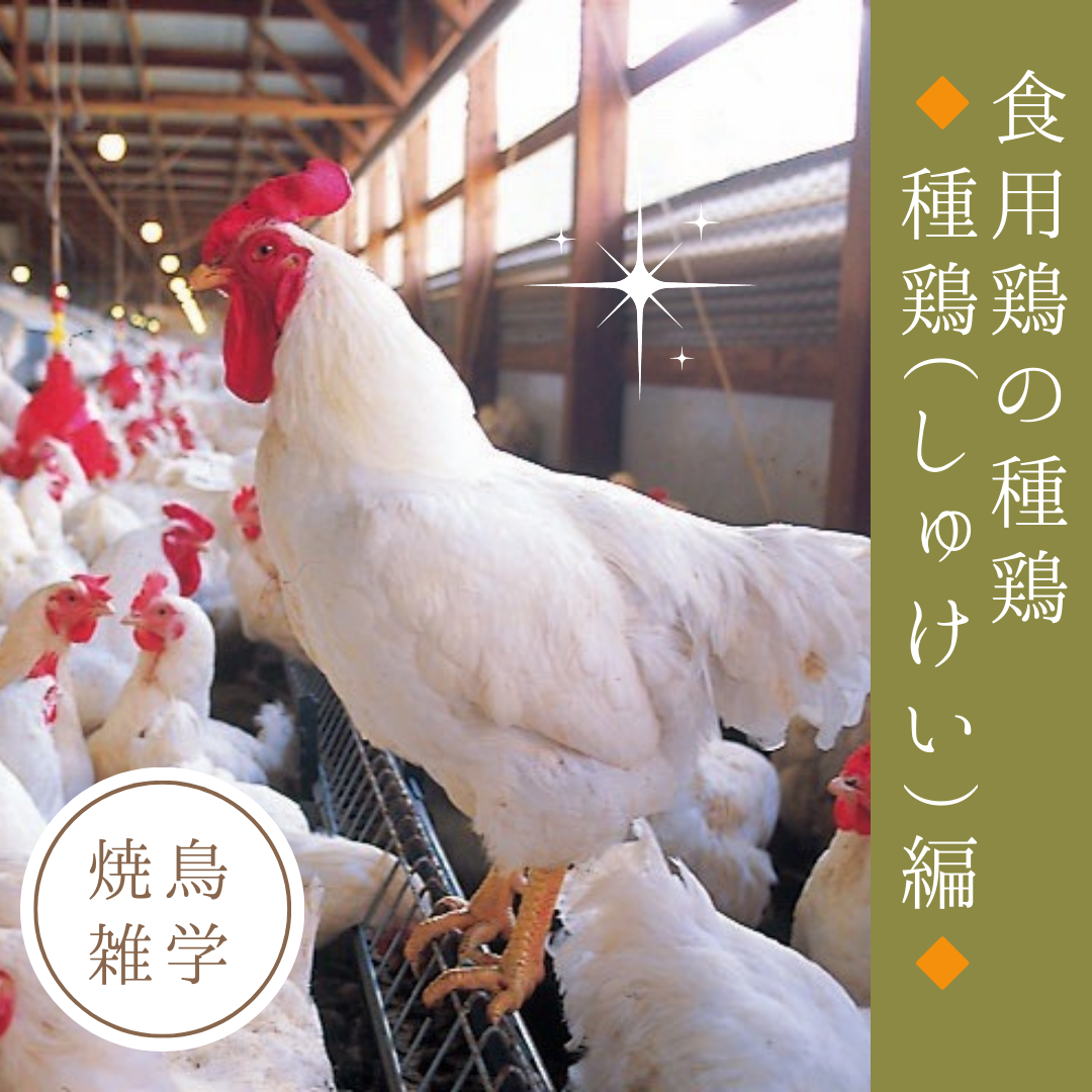 焼鳥雑学【食用鶏の種類・種鶏(しゅけい)編】種鶏の特徴や地鶏などの違いを徹底解説 - とりはなブログ